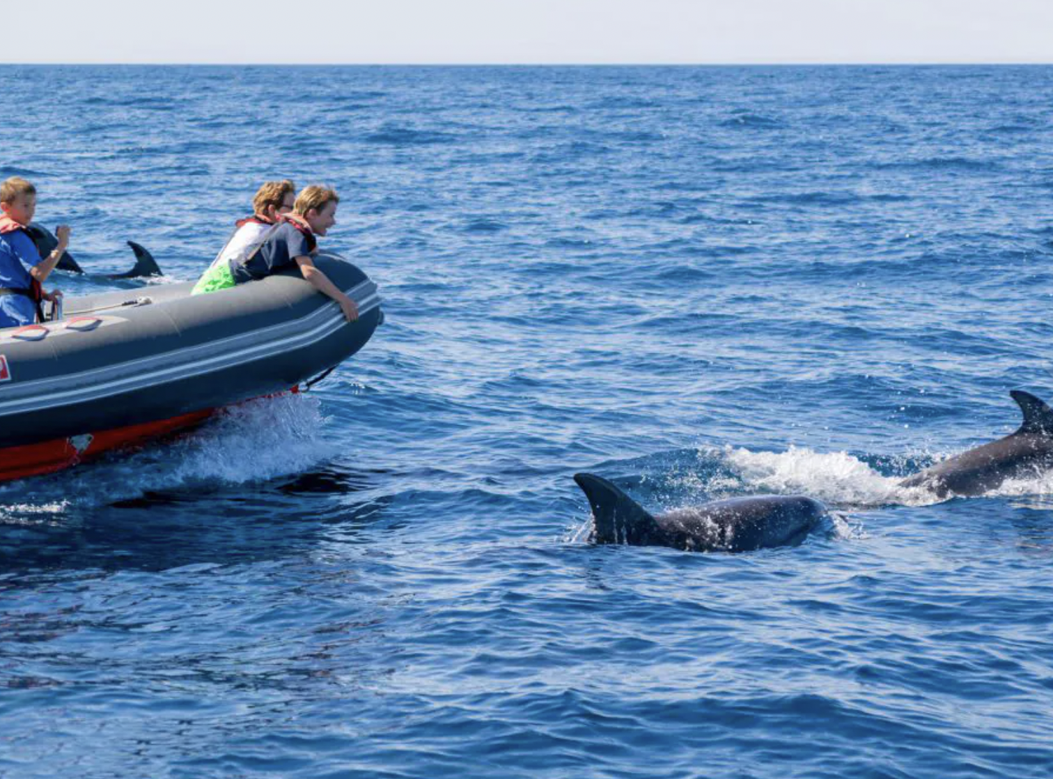 Benagil & Dolphin on a RIB Boat from Albufeira