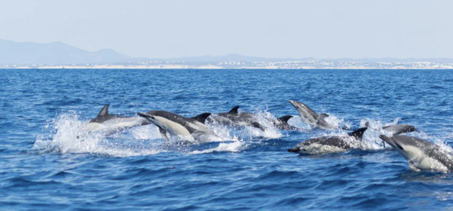 algarve dolphin tour