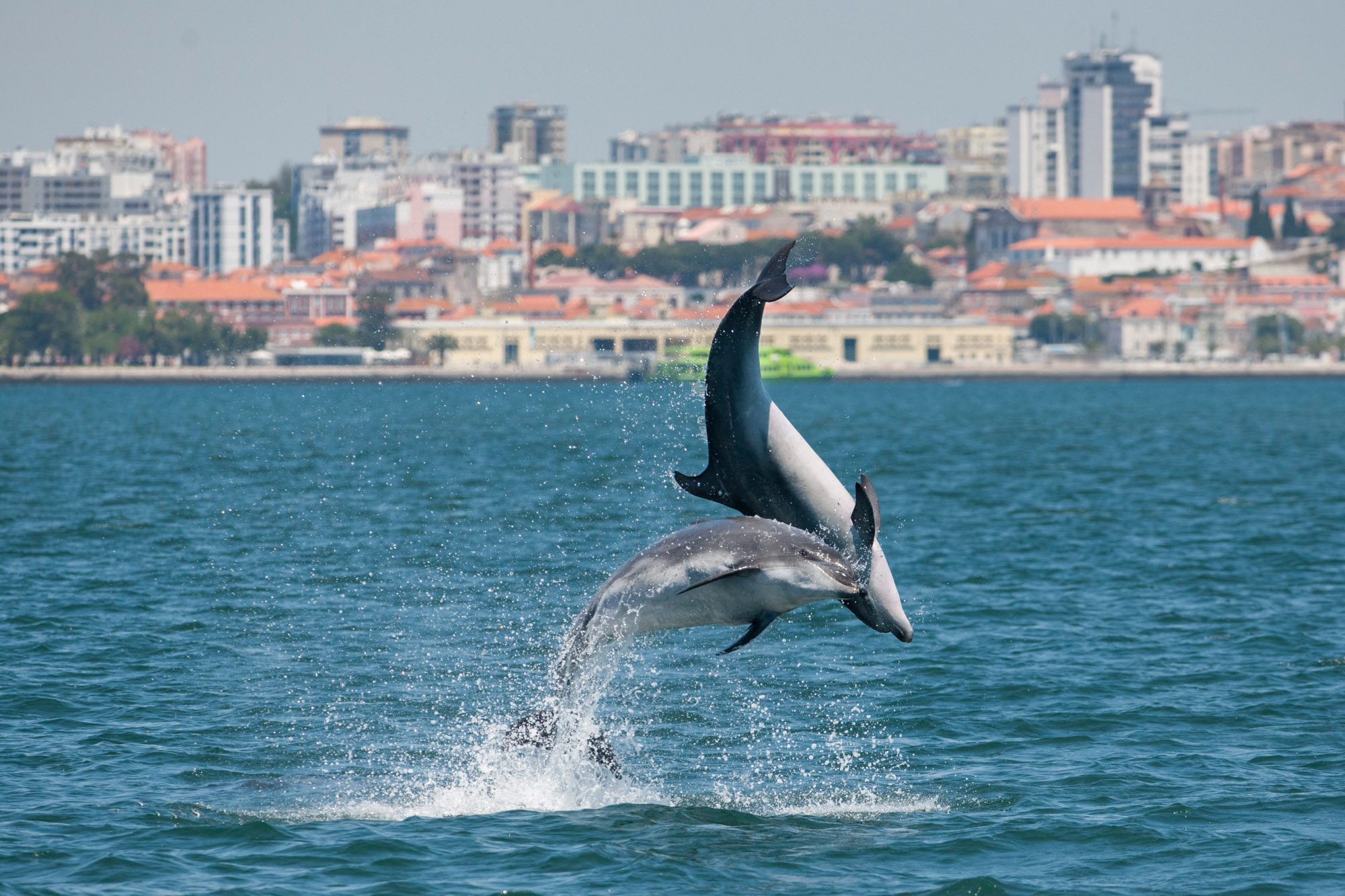 Private dolphin watching in Setúbal