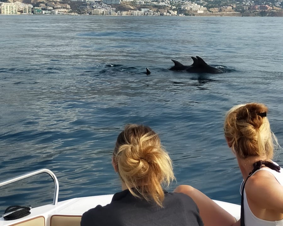 Dolphin Watching Charter in Fuengirola