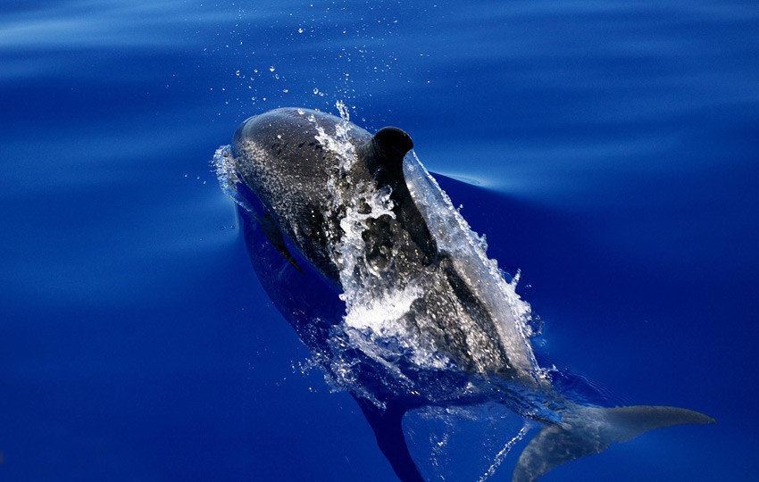 Dolfijnen Madeira