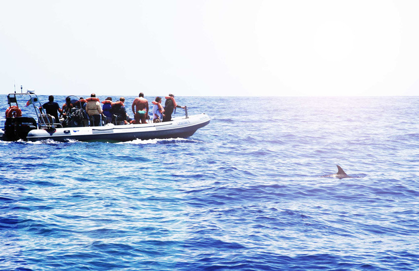 Dolfijnen boottocht in Madeira