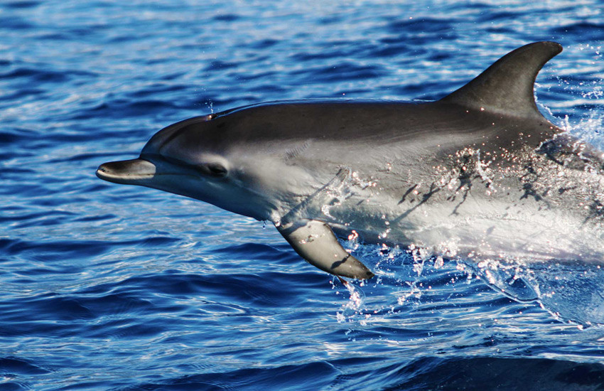 Madeira dolfijnen