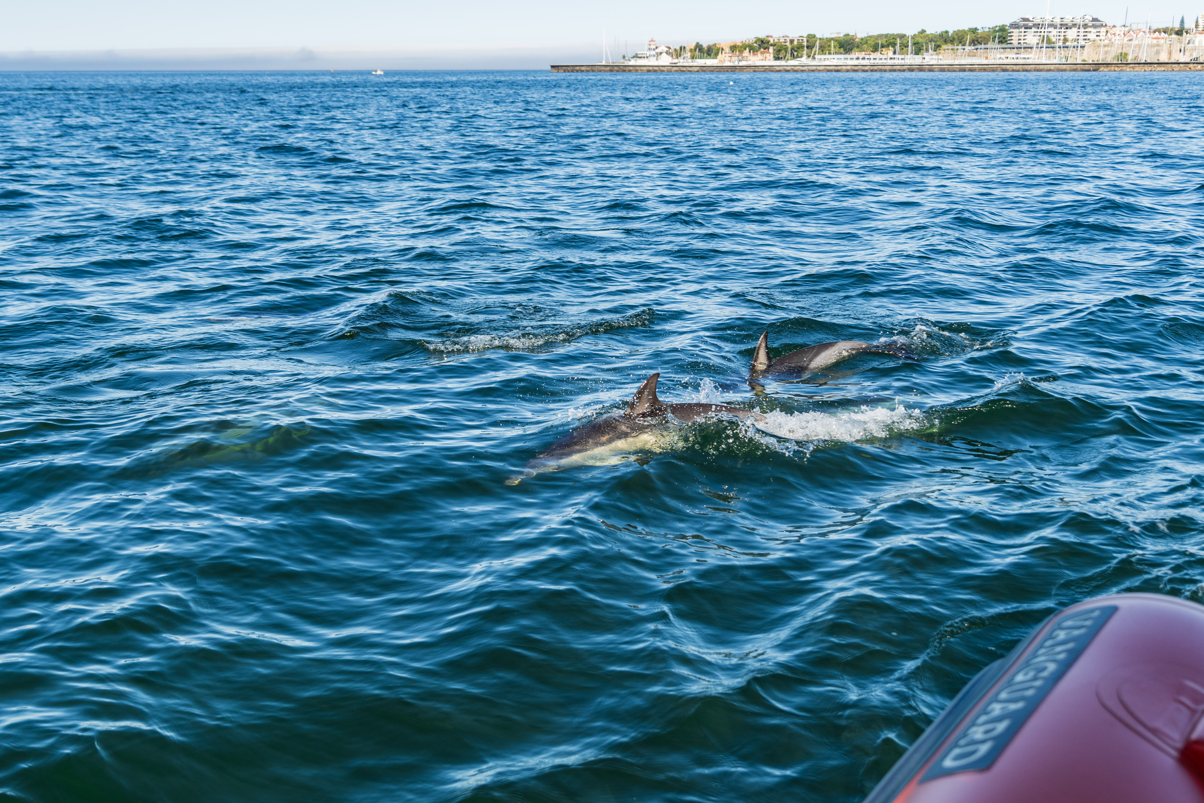 Cascais Dolphin Watching Tour: