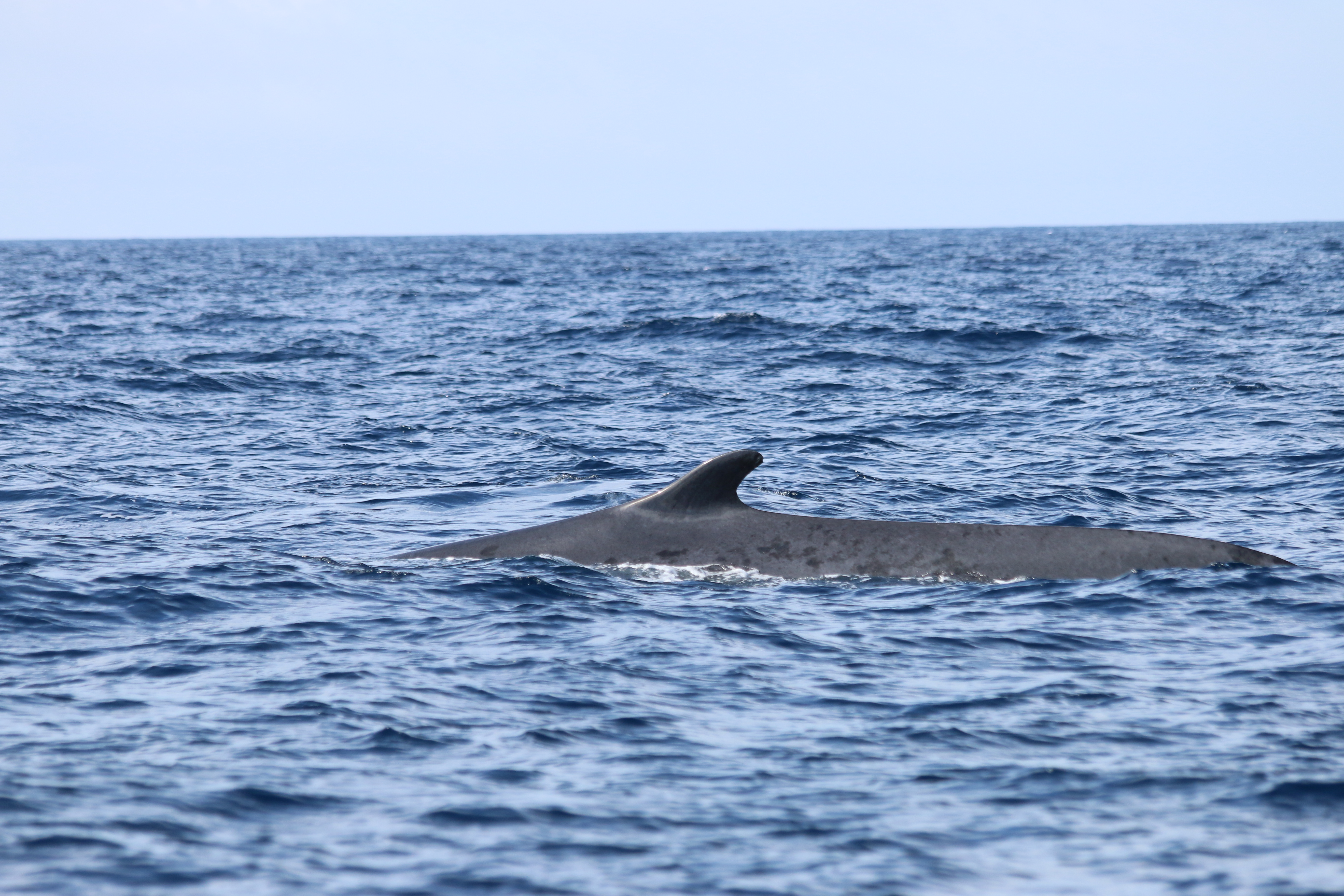 Whale Watching Terceira Island