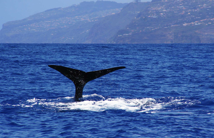 Walvissen in Madeira