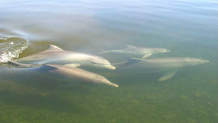 Vilamoura Dolphin Watching