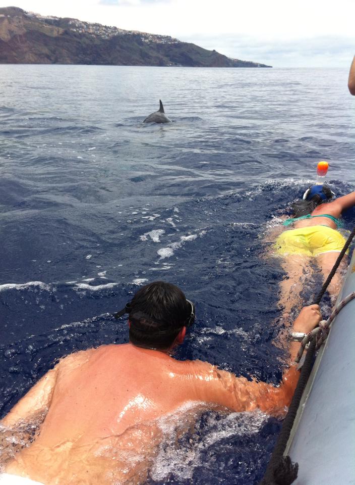 swimming with wild dolphins funchal