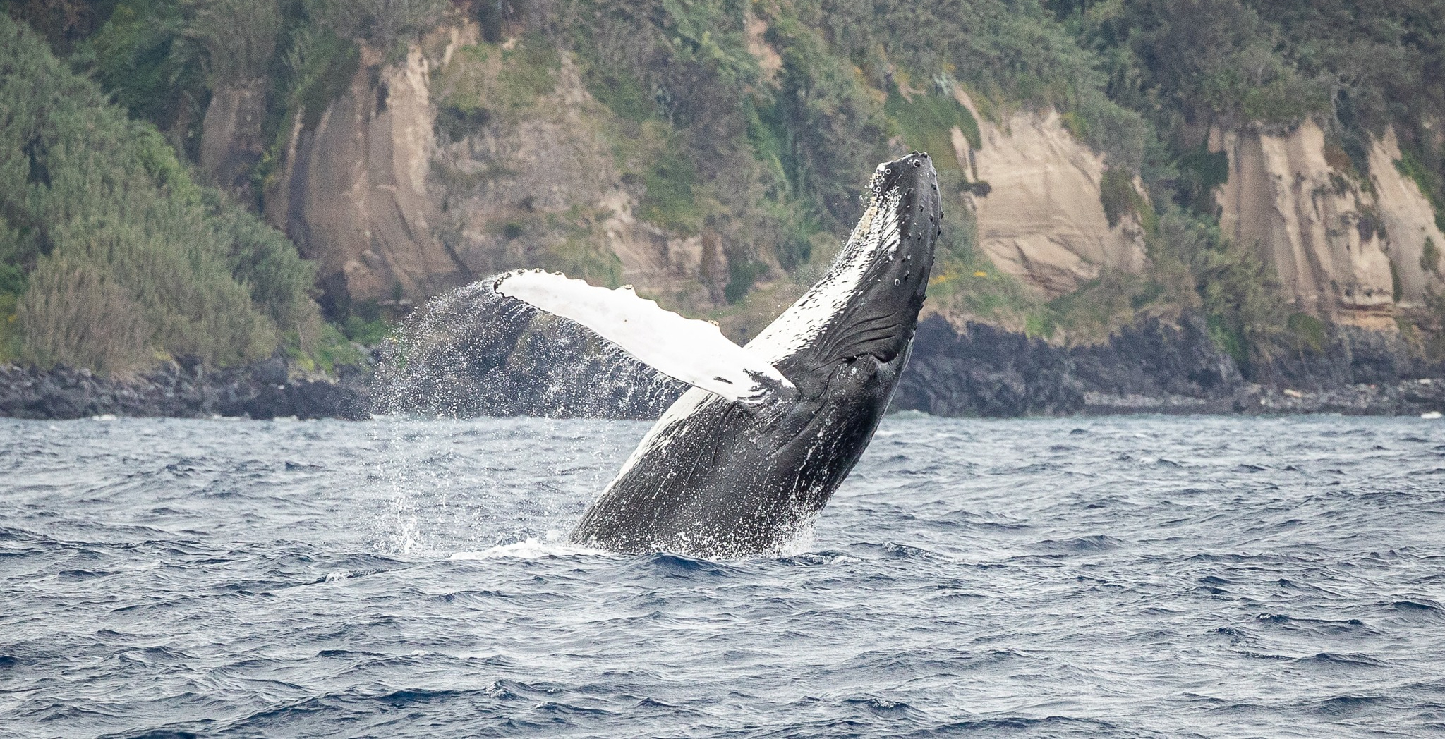 Azores Whaling History Tour