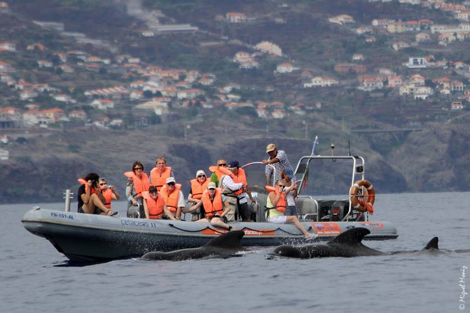 boat trips in madeira