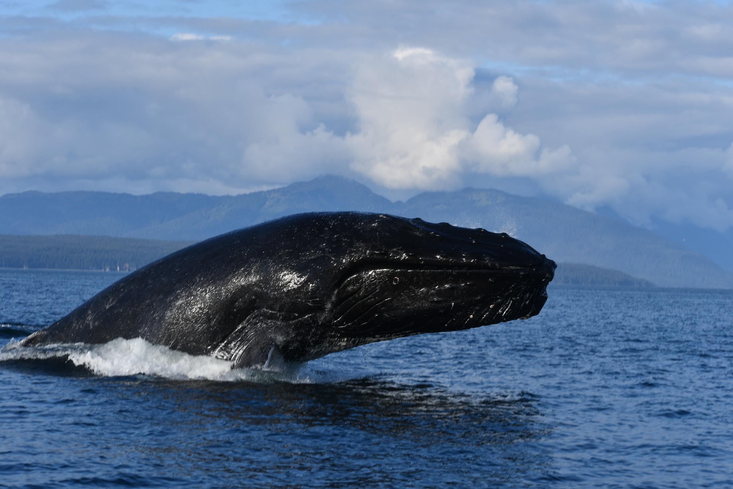 Humpback whale watching