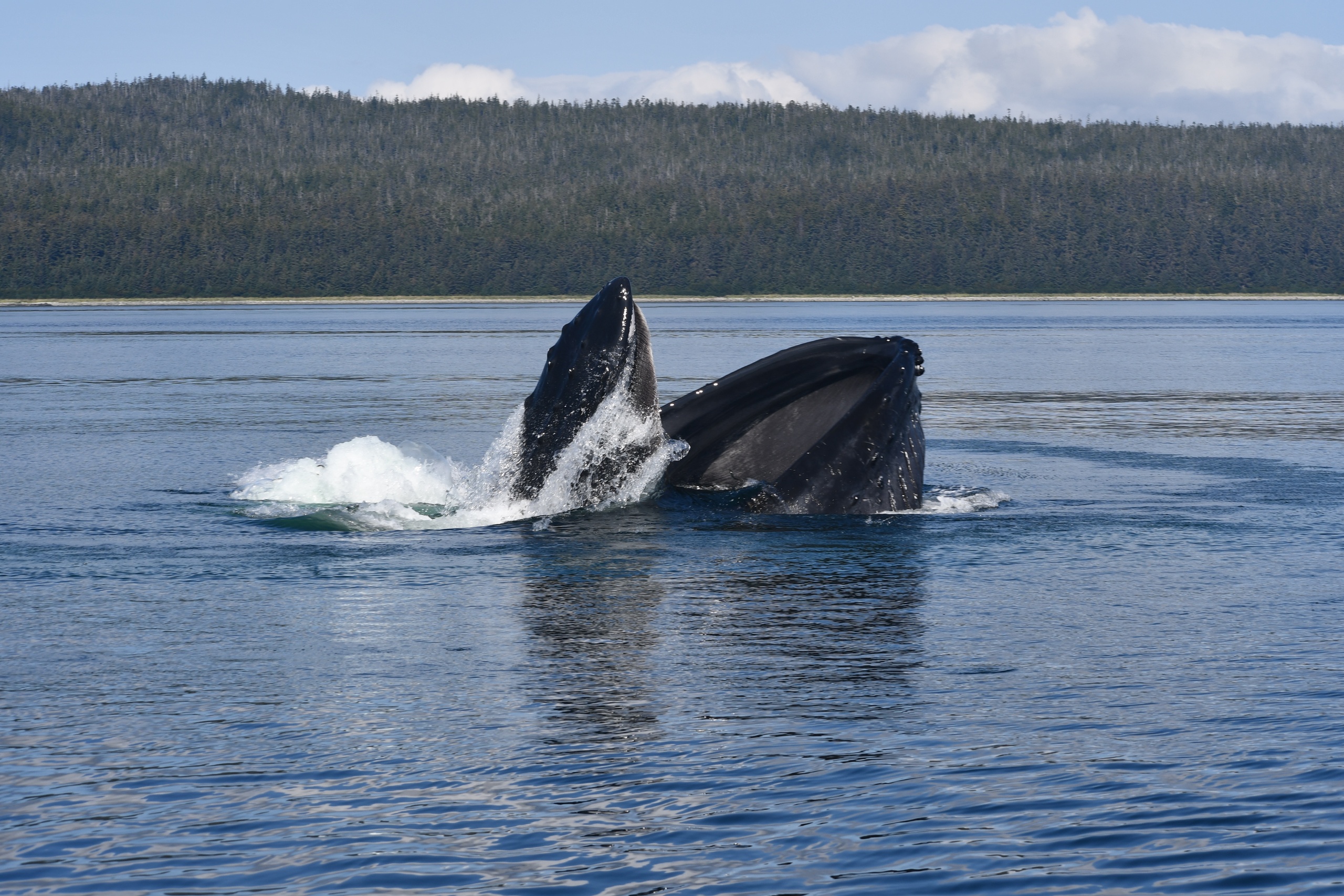 Whale watching trip