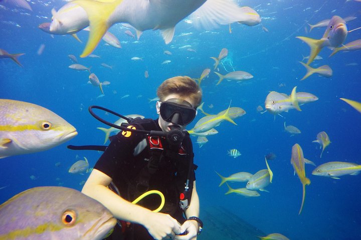 marine life diving
