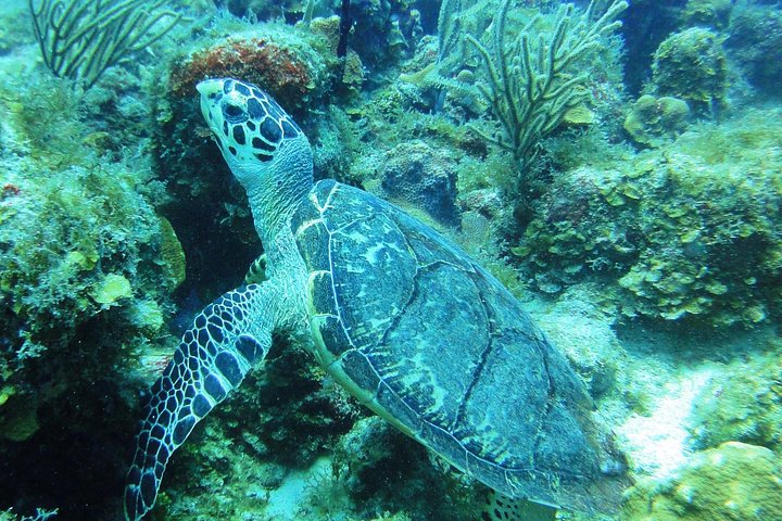 diving with turtle in st thomas