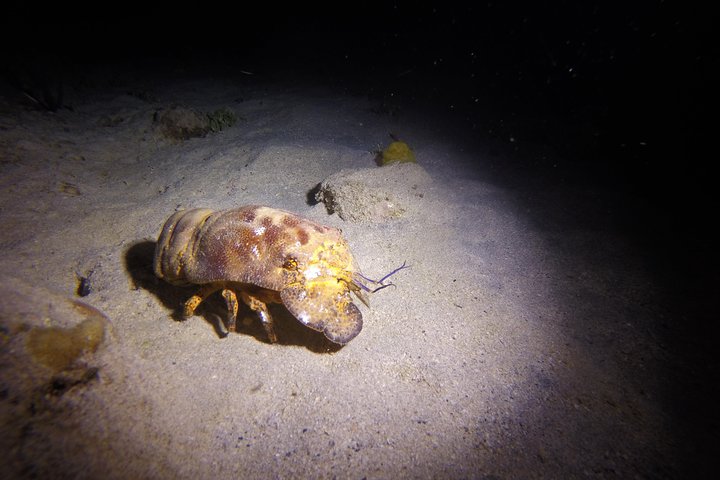 night marine life