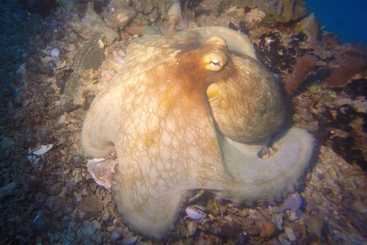 octupus diving