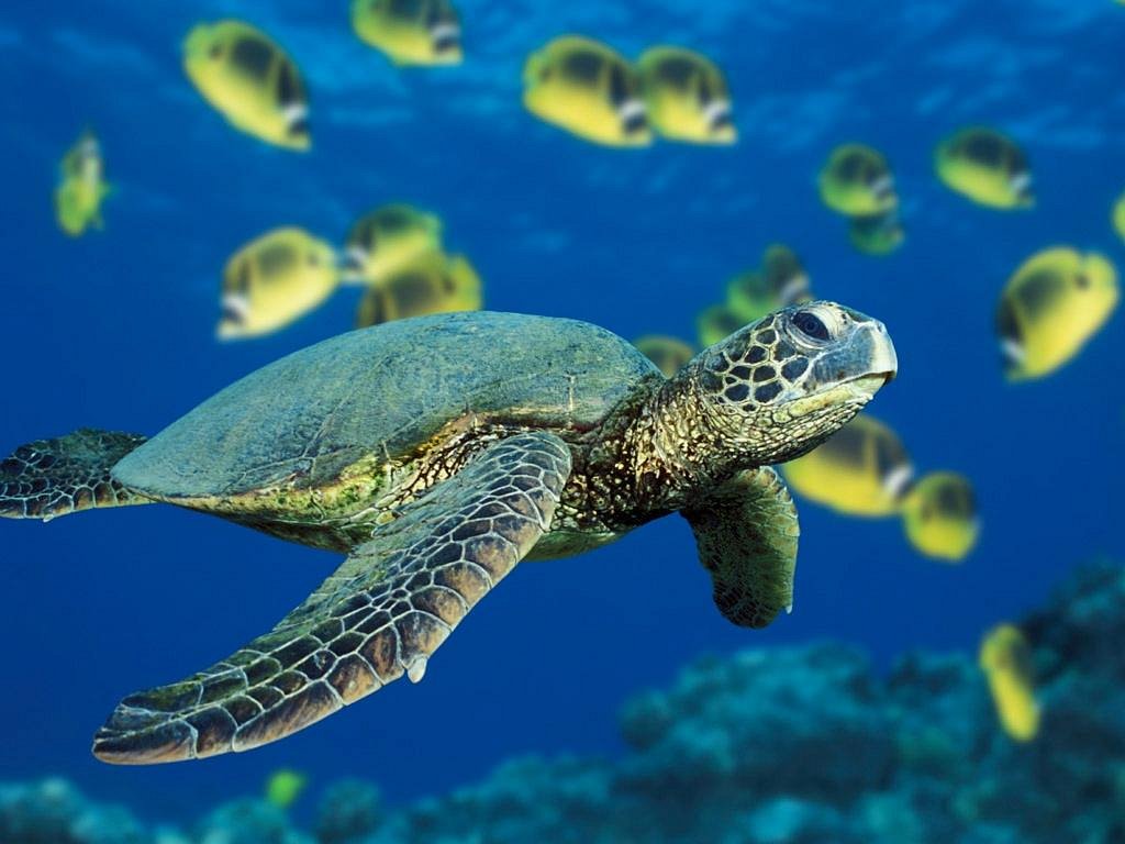 diving turtles st thomas