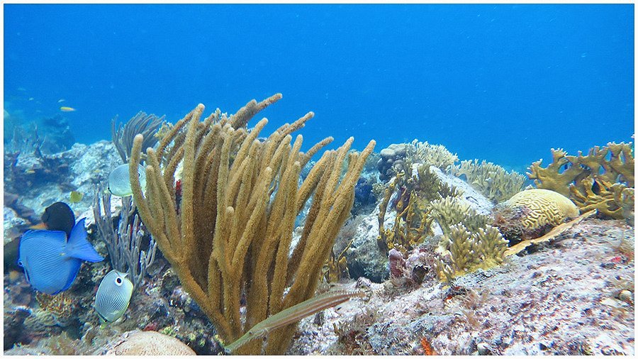 corals st thomas