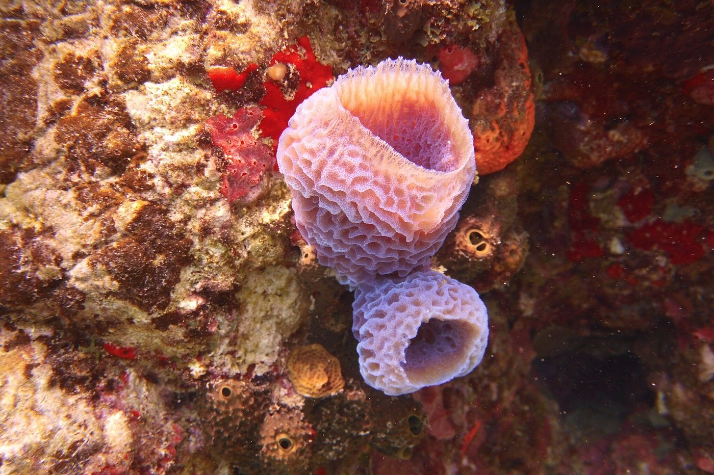 snorkeling coral