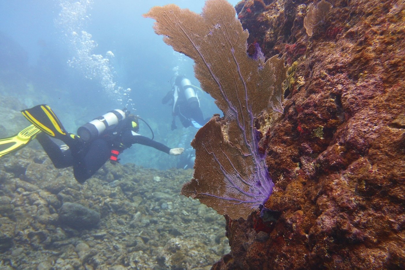 diving coral