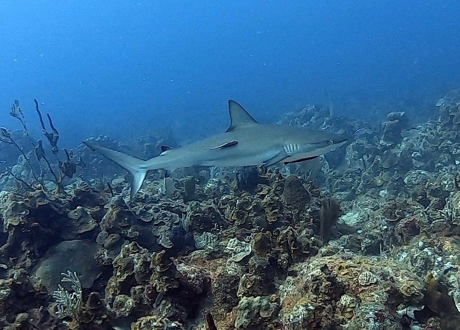shark scuba diving