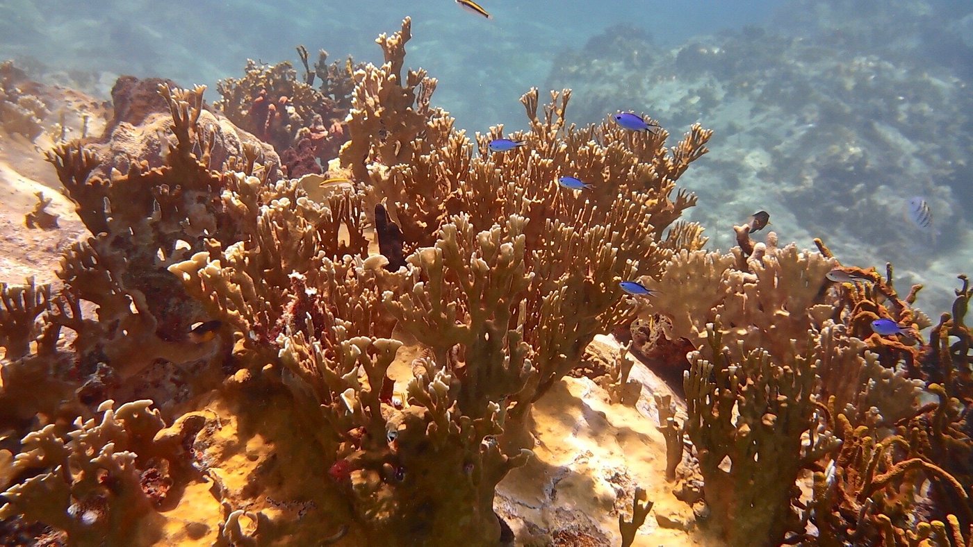 coral diving
