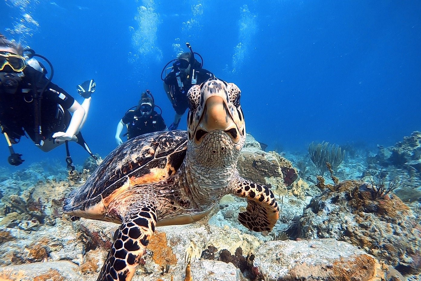 Scuba Diving Packages in St. Thomas