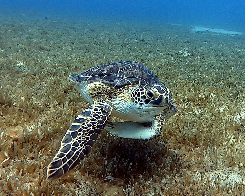 turtle diving