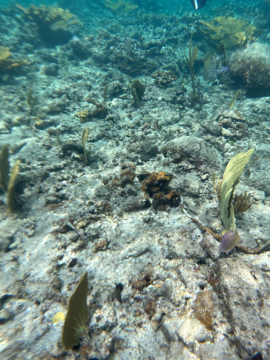 coral reefs st thomas snorkeling