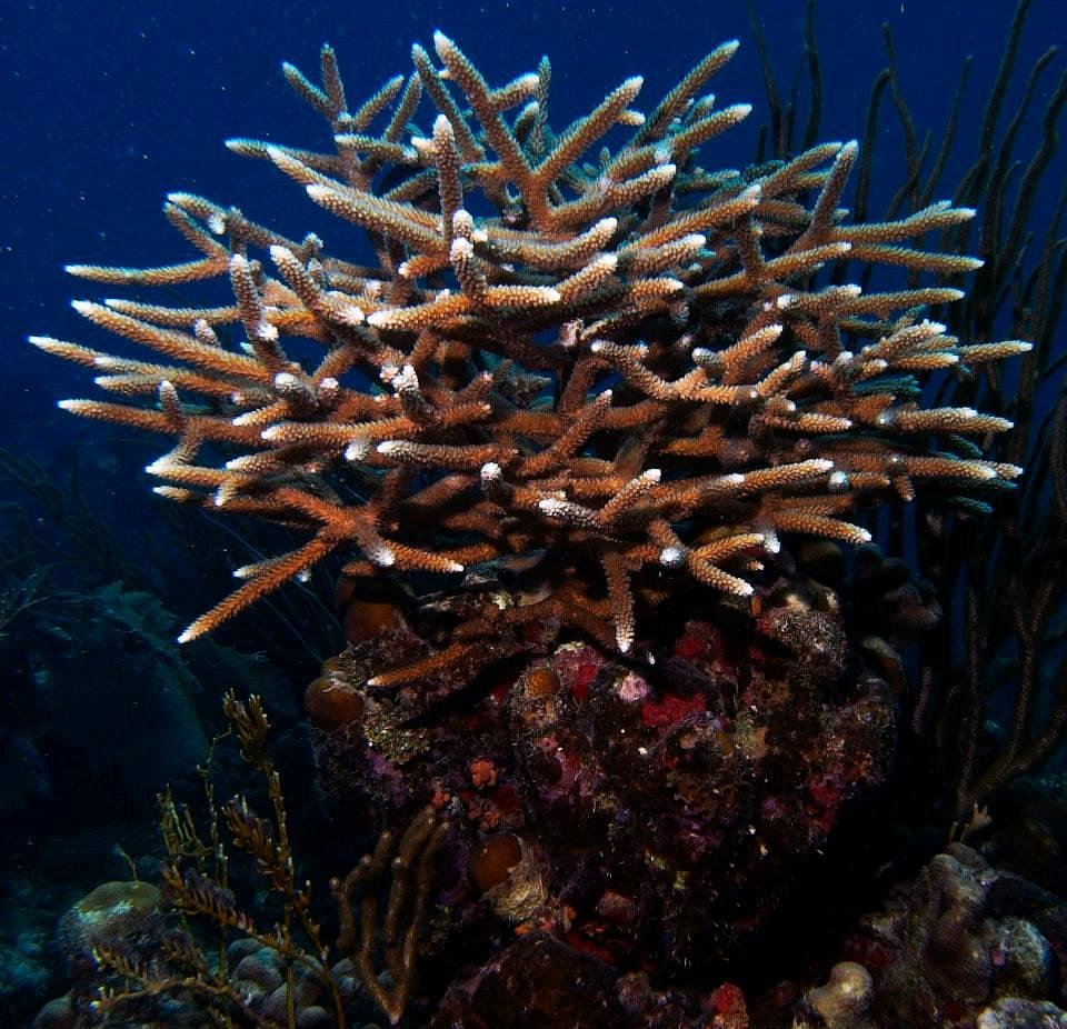 coral st thomas