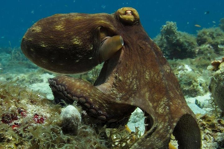 octopus st thomas