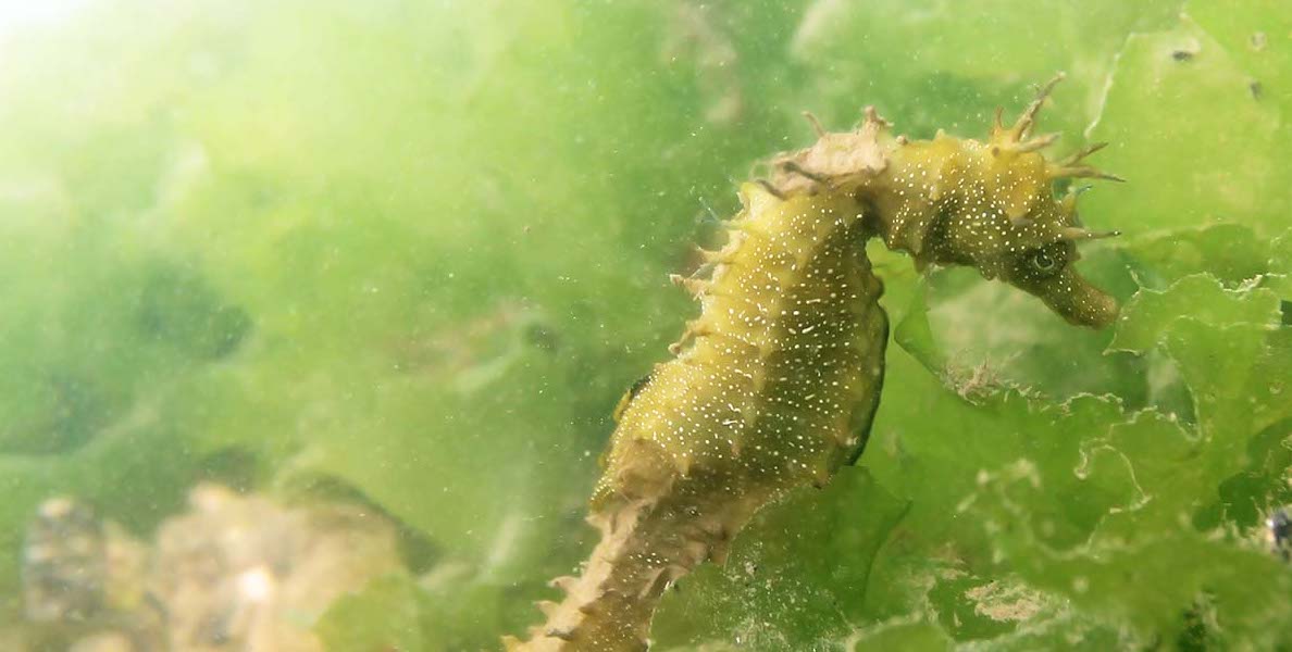 Cover for Seahorse observation in Ria Formosa