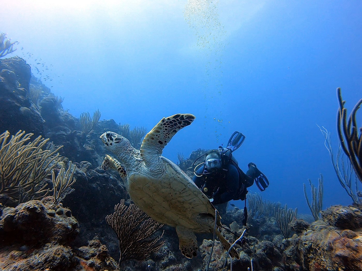 turtle diving st thomas