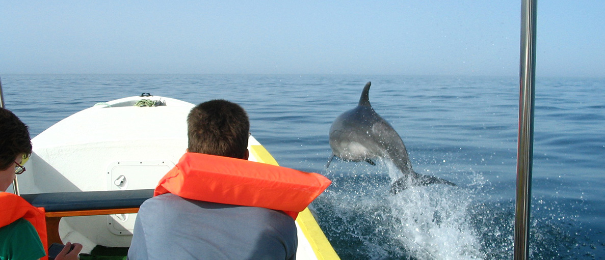 Cover for Boat tour to the dolphins in Olhão