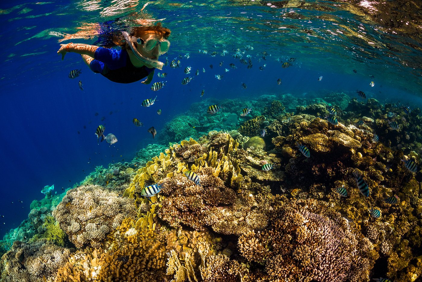snorkeling tour hawaii