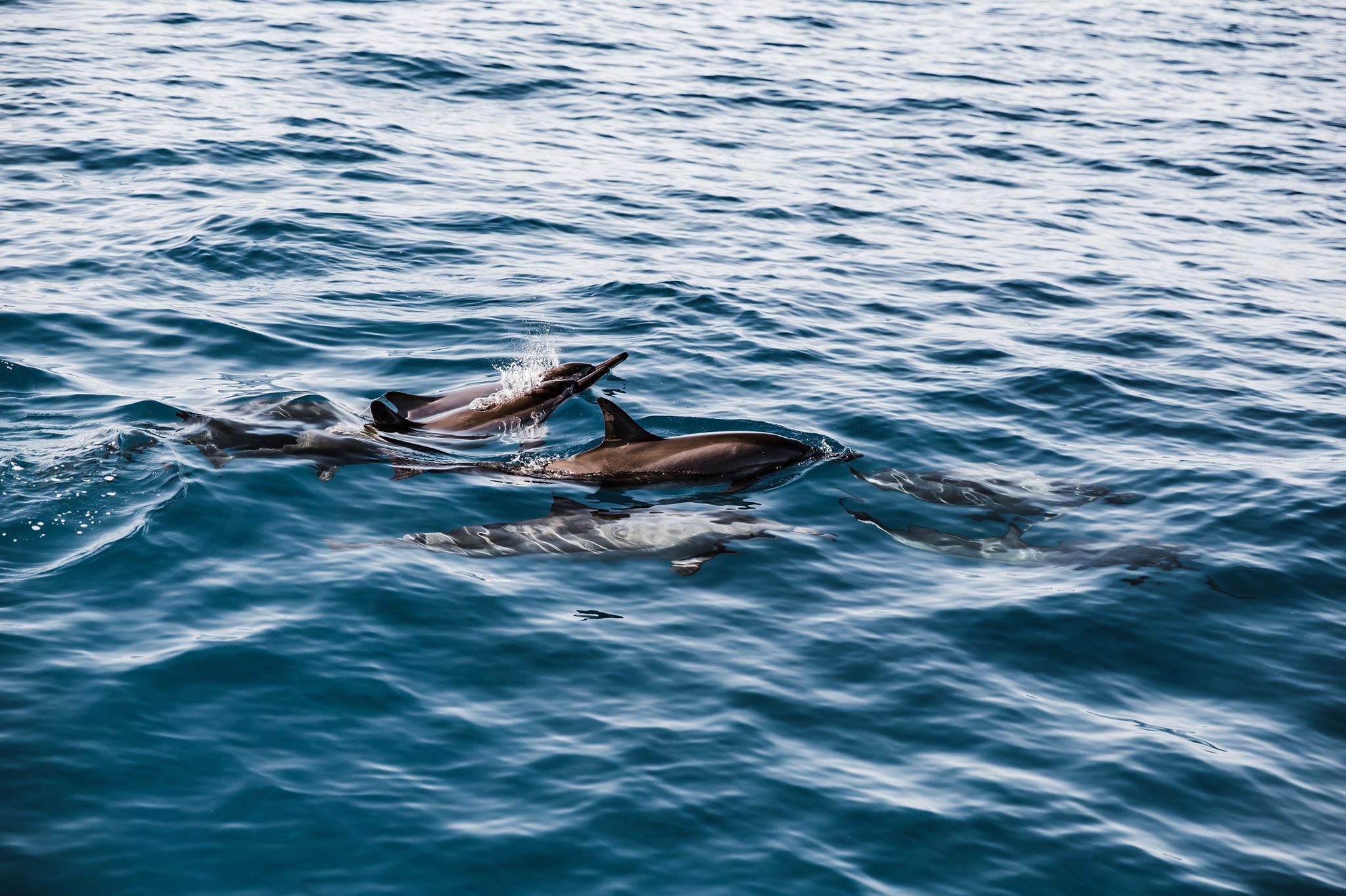 Dolphin Watching and Snorkeling Tour in Kailua-Kona