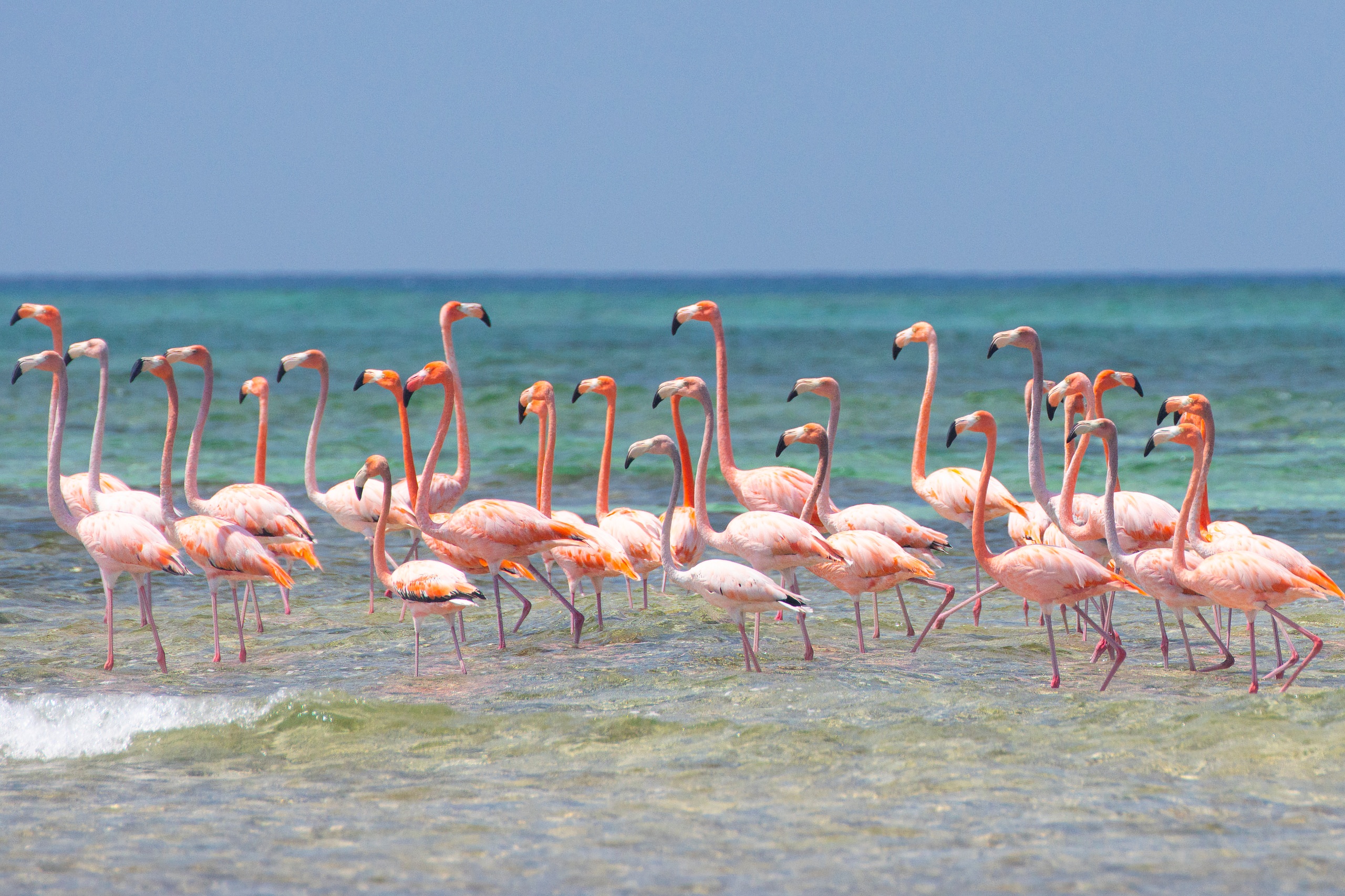 flamingo boat trip