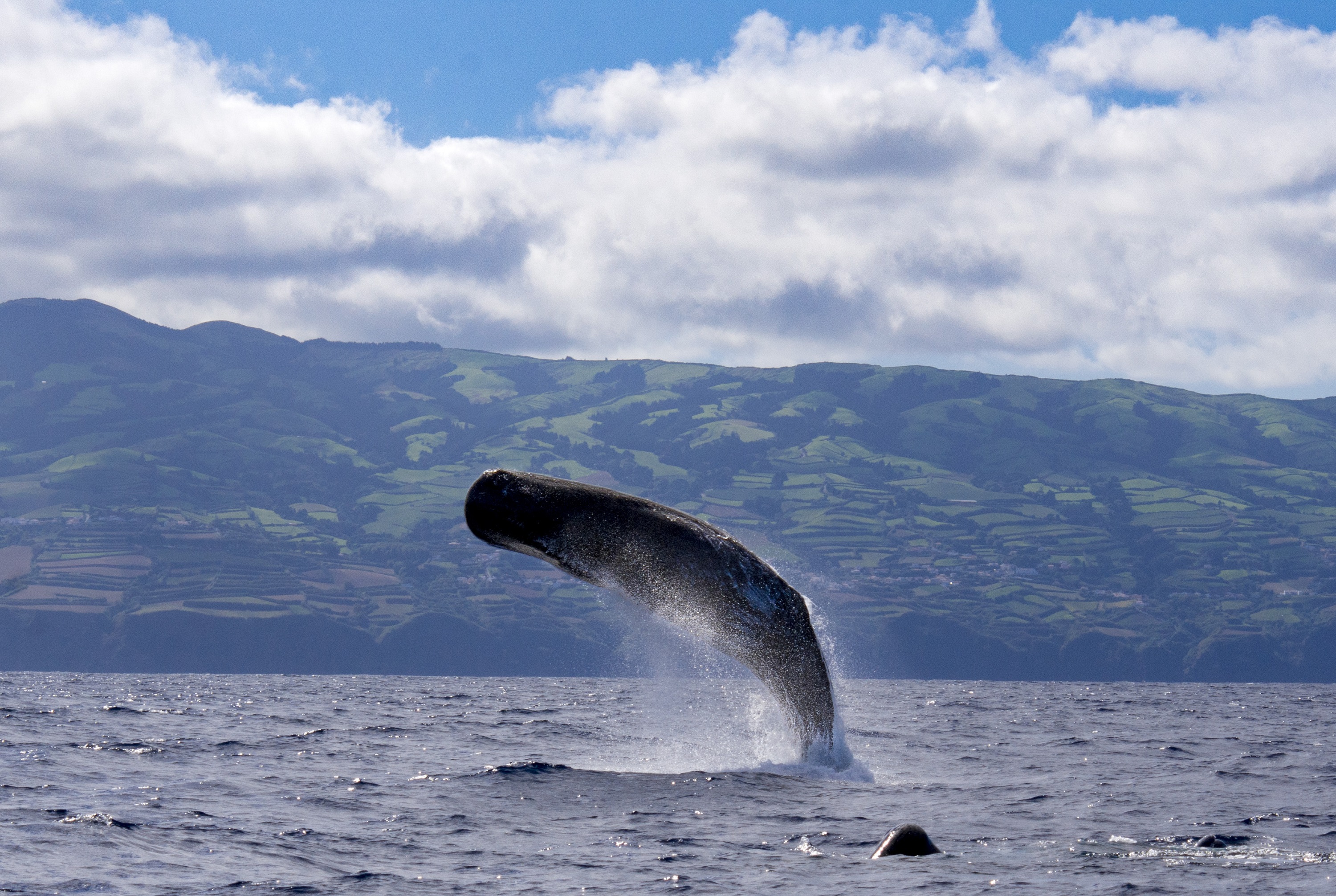 Whale watching in São Miguel 