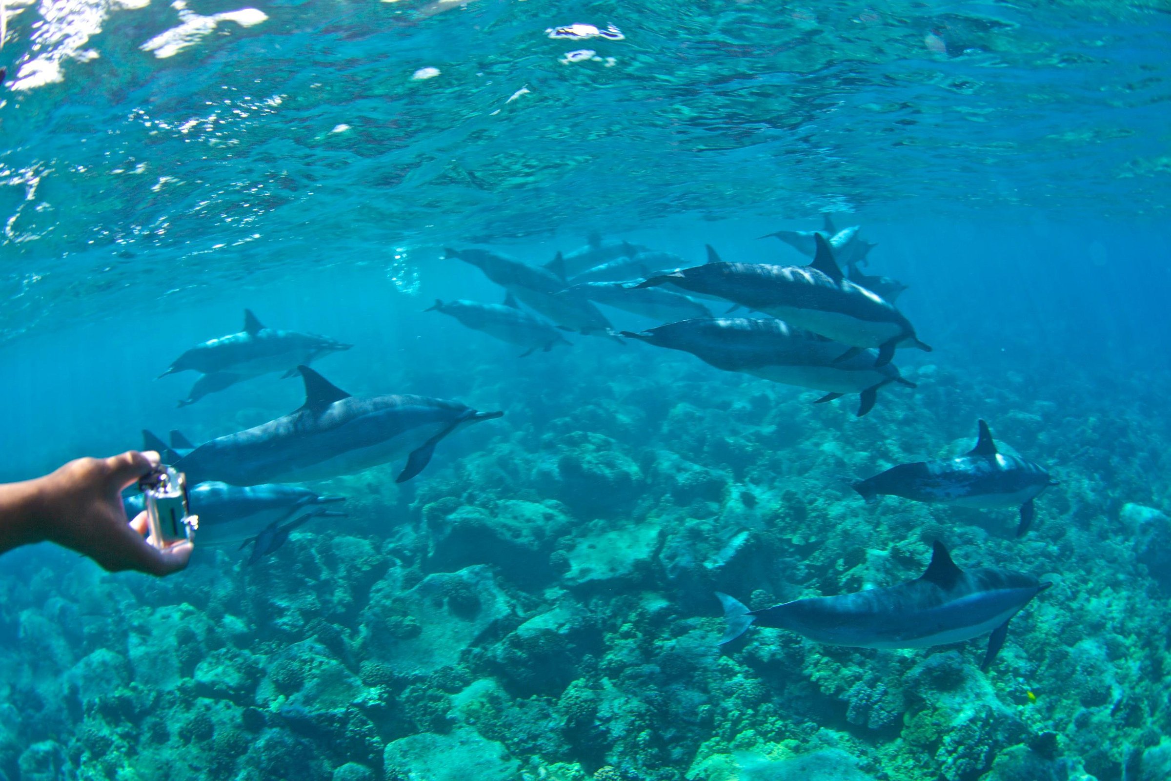 dolphin snorkeling hawaii