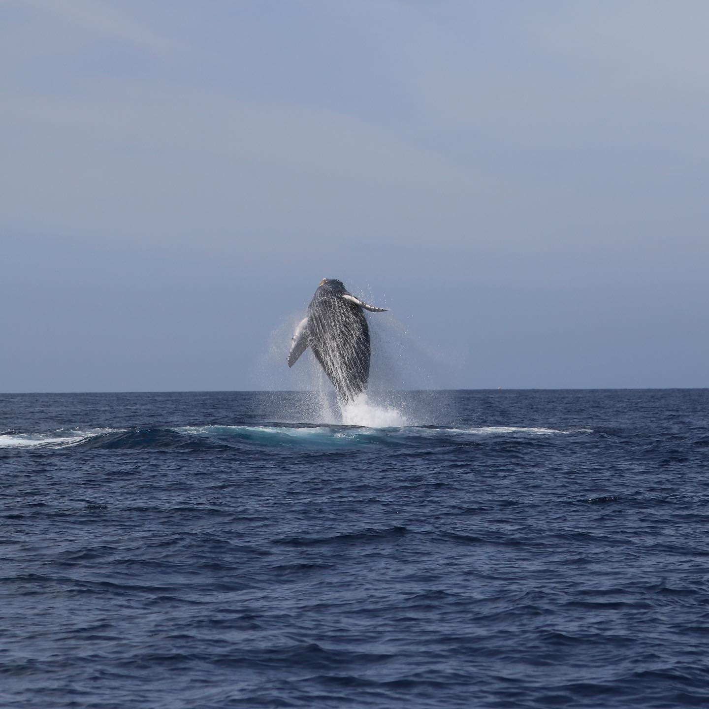 whale watching hawaii