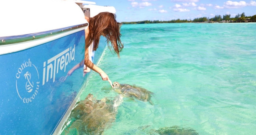 swimming with turtles in bahamas