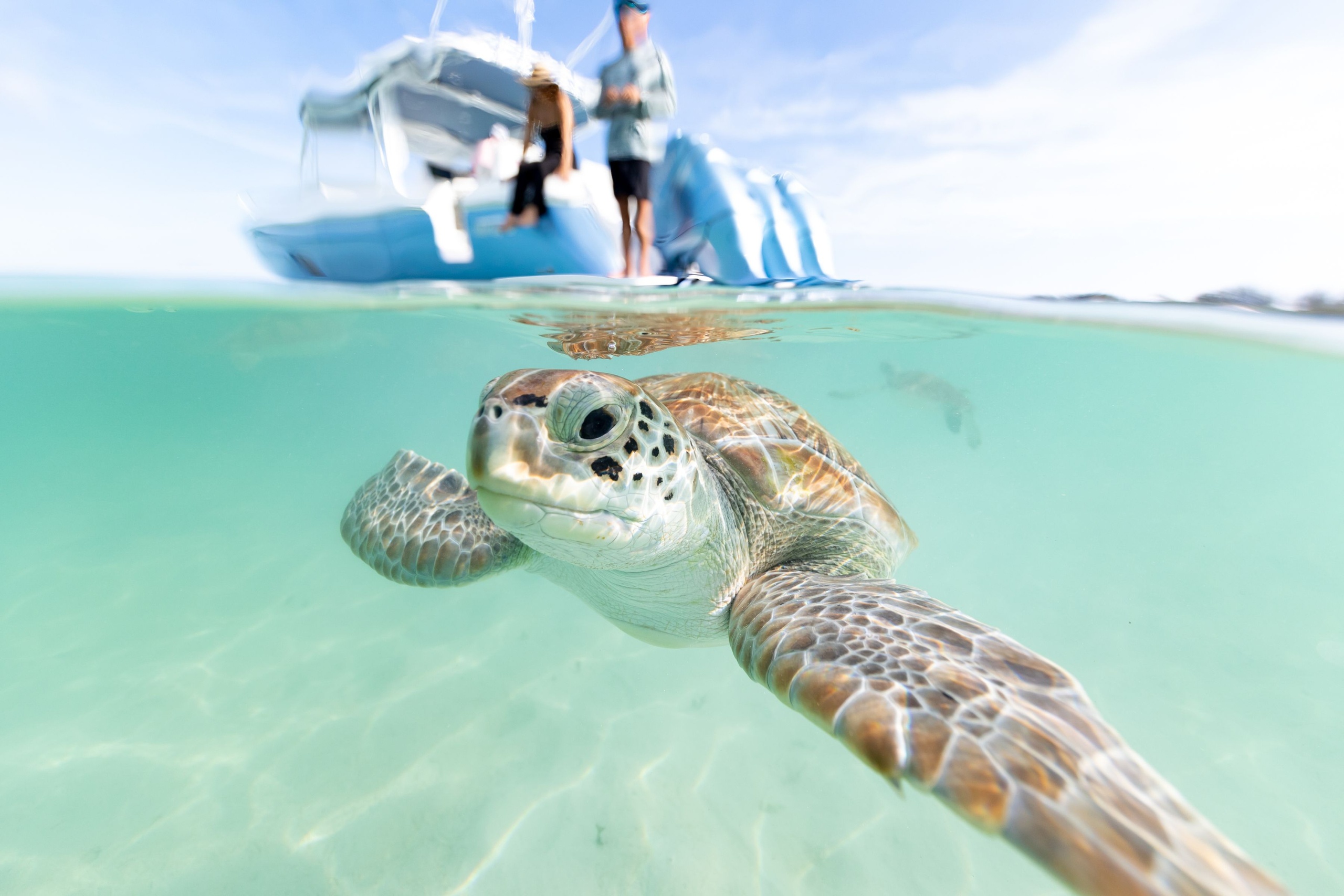 snorkeling with turtles in bahamas