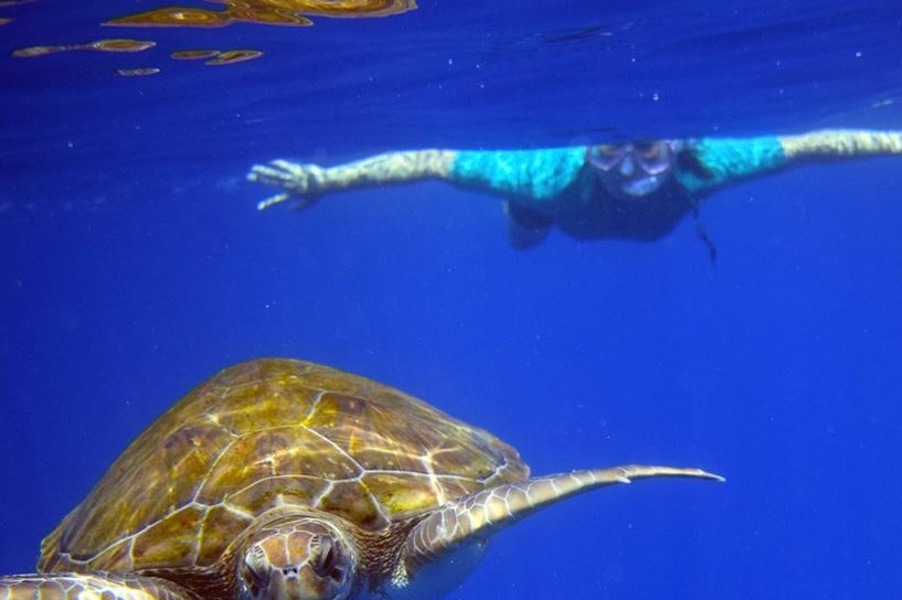 Cover for Snorkeling in Tenerife with turtles