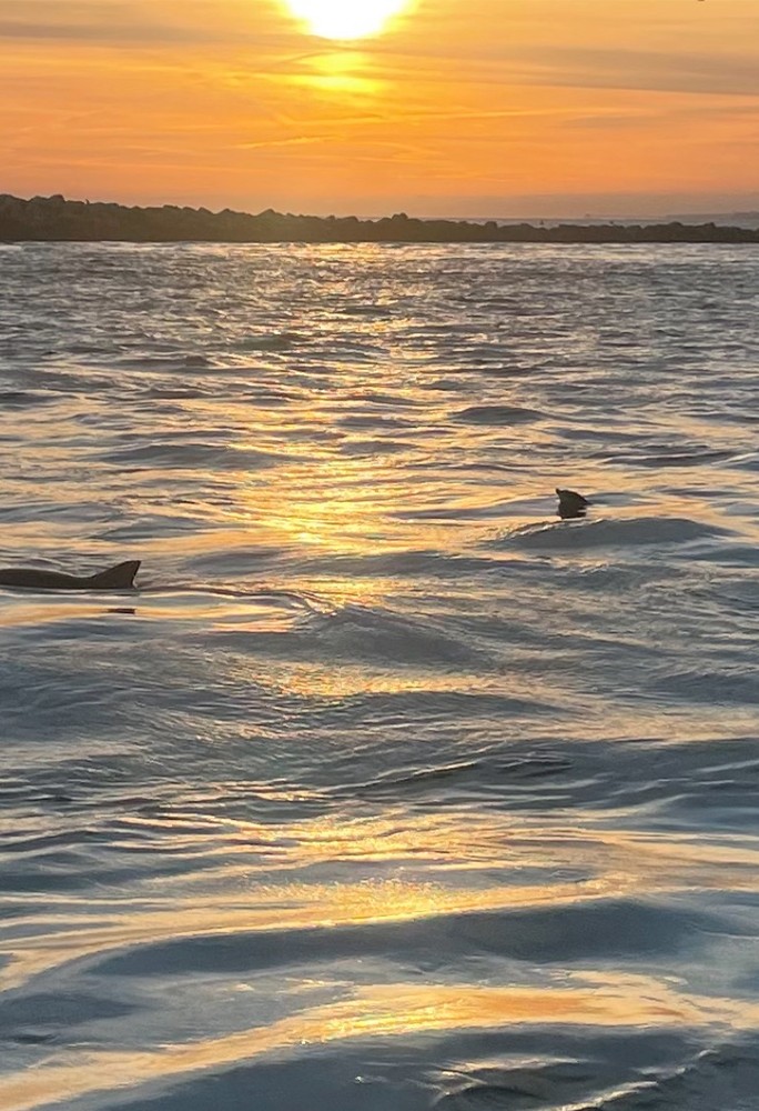 sunset dolphin watching florida