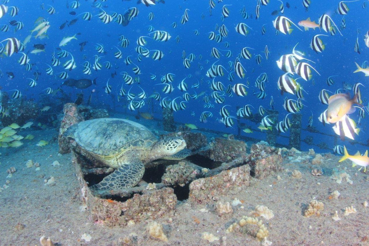 turtle diving in hawaii