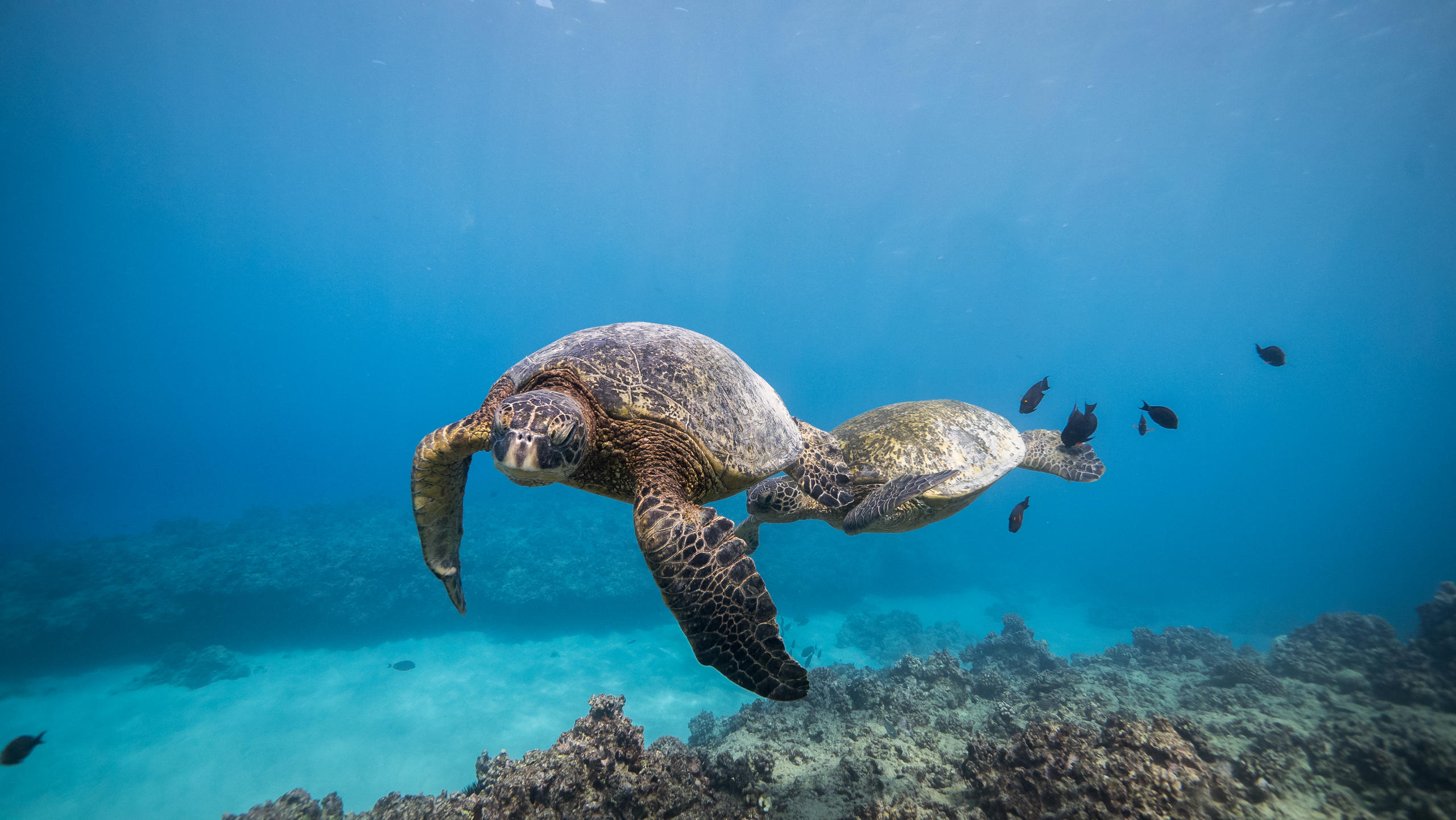 turtle diving honolulu