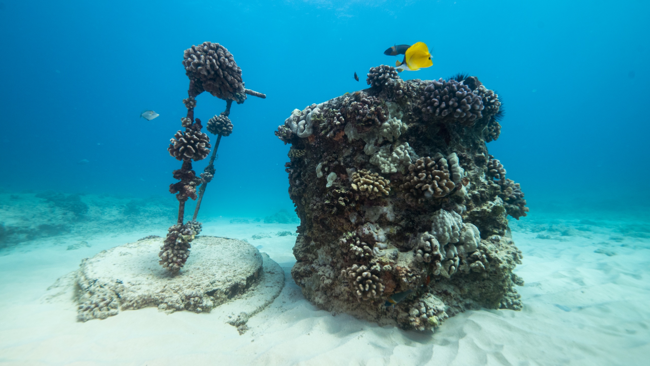 coral reef snorkeling