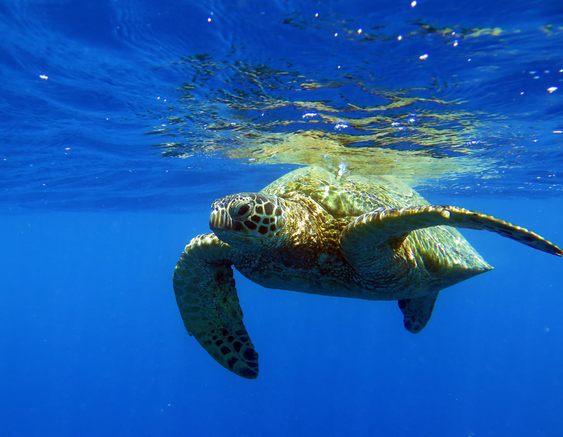 snorkeling turtles hawaii