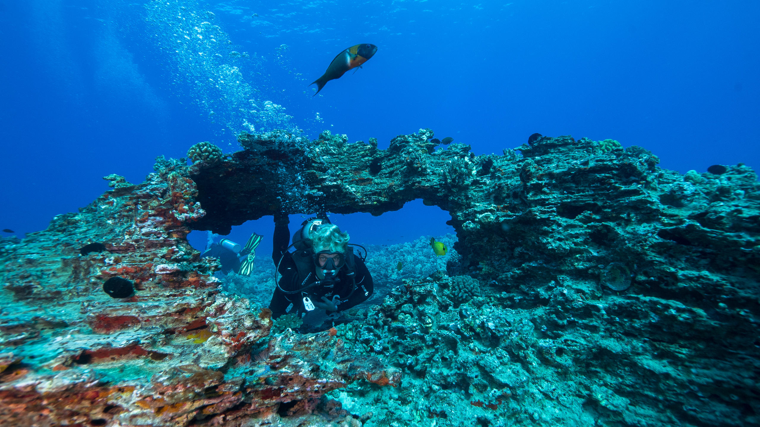 marine life diving hawaii