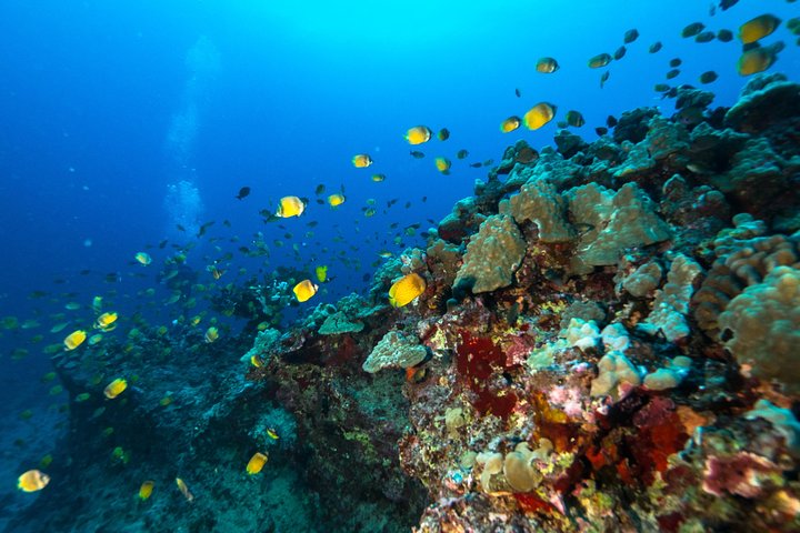 diving honolulu